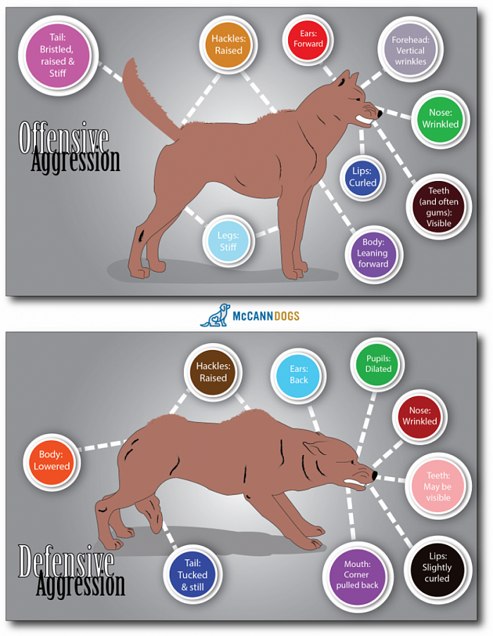 Signs of Dog Aggression