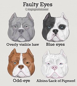 American Bully Flaws