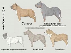 American Bully Flaws