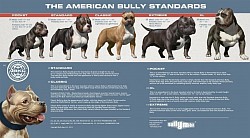 American Bully Standard