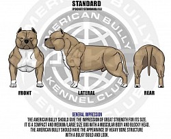 American Bully Breed Standard