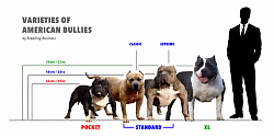 American Bully Standards