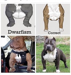 American Bully Flaws