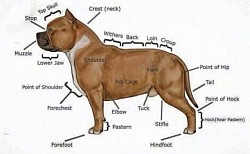 American Bully Anatomy